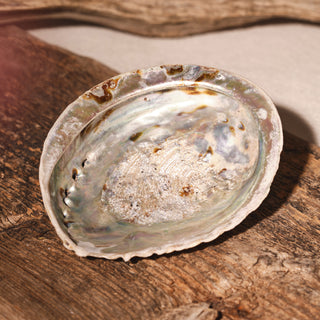 Räucher Muschel, Abalone